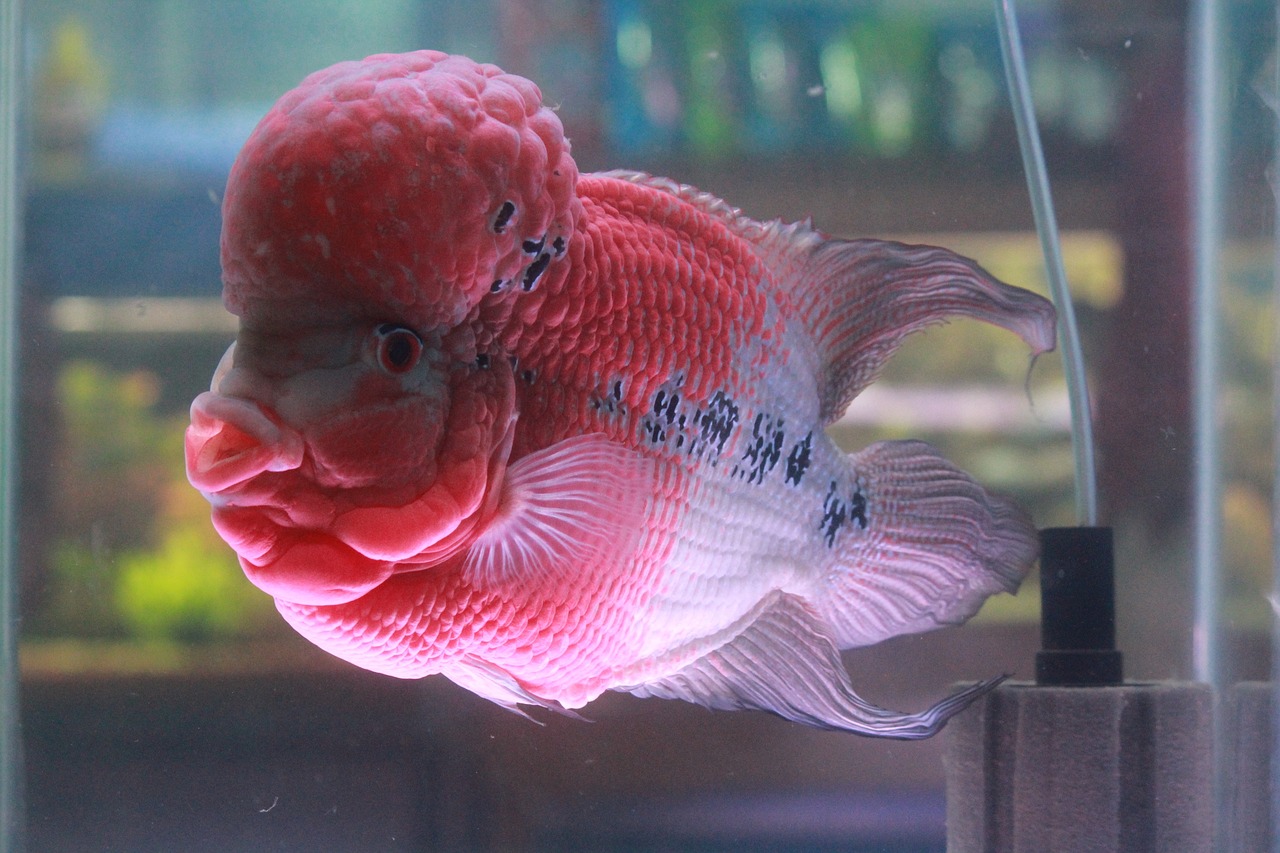 珠海水族館 龍魚世家水族館省心 （珠海水族館 龍魚世家水族館專注） 觀賞魚 第2張