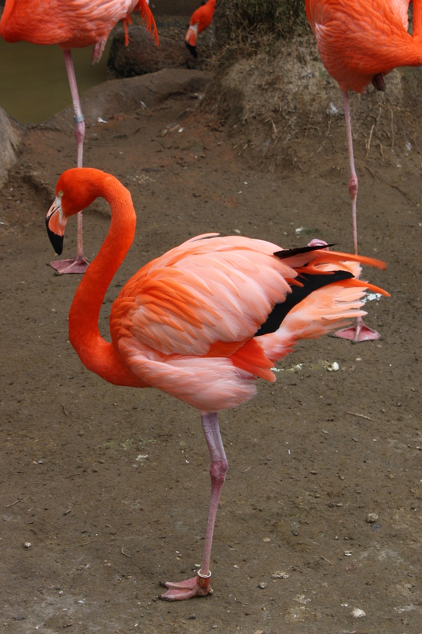 涼山彝族自治州水族館赤元素珍品 赤元素 第3張