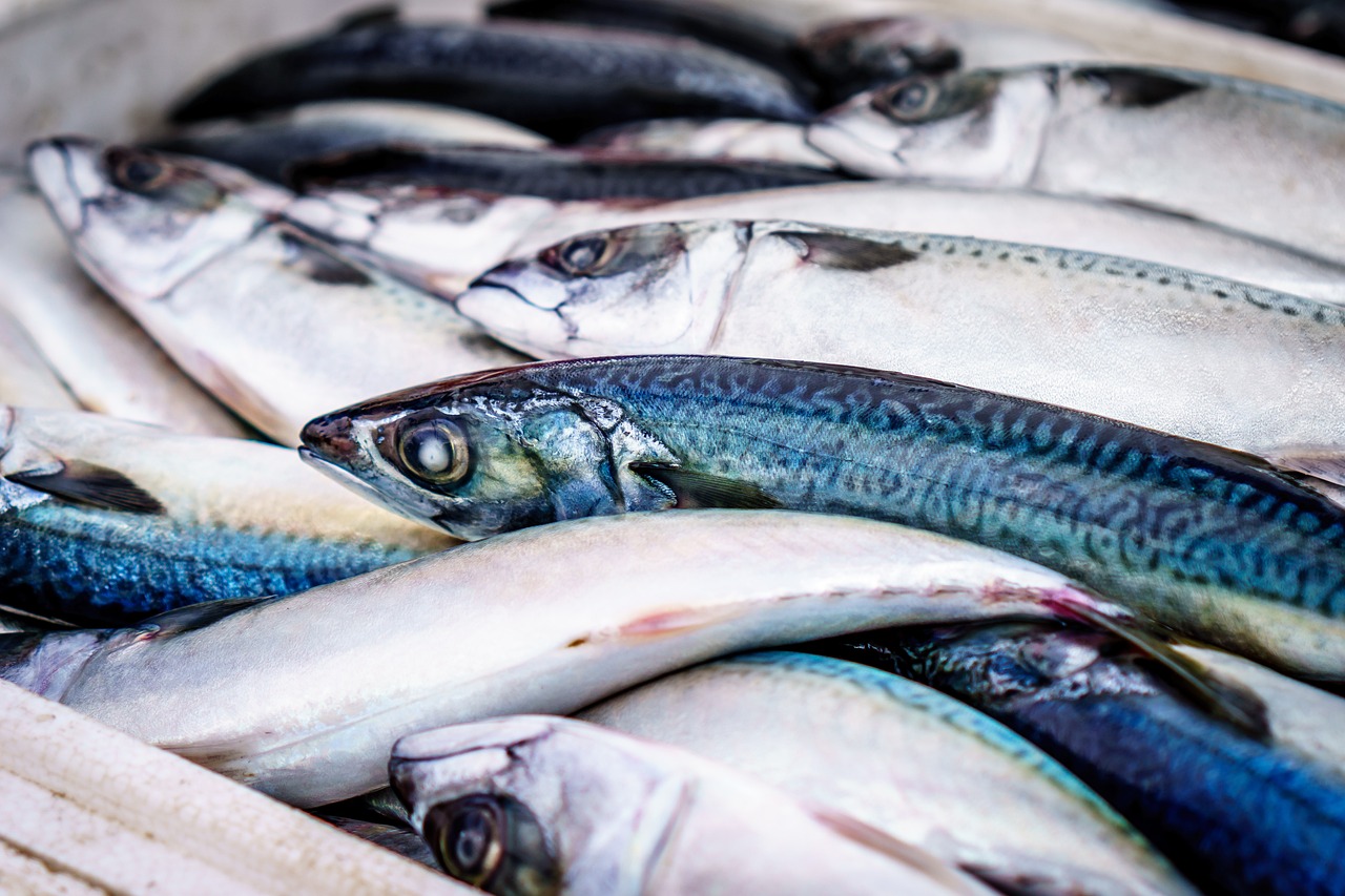 熱帶魚銀龍魚吃什么 （熱帶魚銀龍魚吃什么飼料好） 銀龍魚 第2張