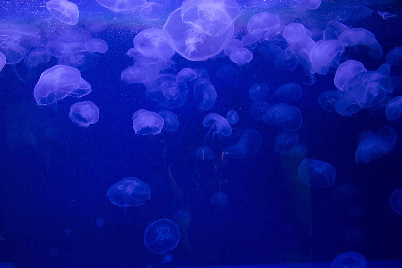 霍林郭勒魚樂圈水族館 （霍林郭勒魚樂圈水族館電話） 全國水族館企業(yè)名錄 第1張