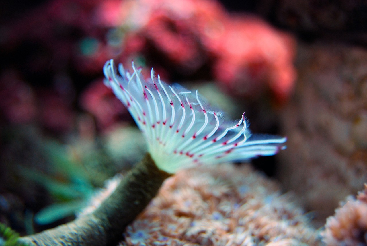 青島水族批發(fā)市場有哪些？ （青島水族批發(fā)市場有哪些地方） 觀賞魚水族批發(fā)市場 第1張