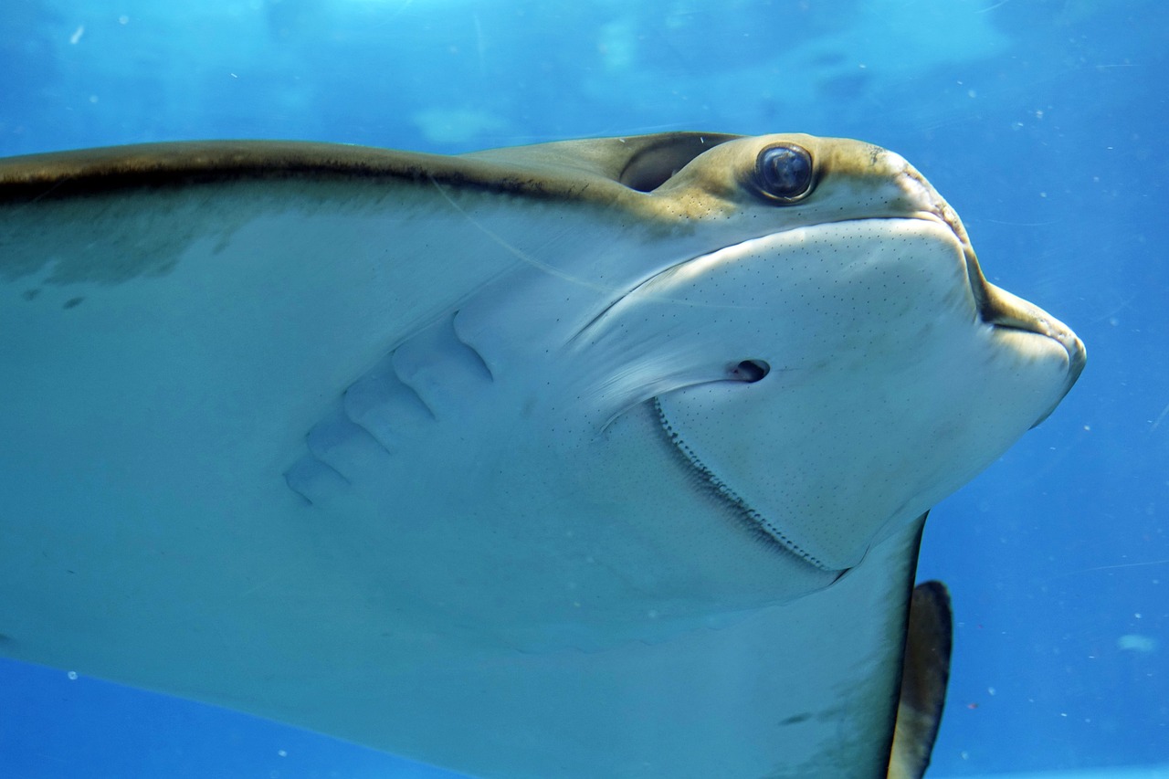 青島水族批發(fā)市場有哪些？ （青島水族批發(fā)市場有哪些地方） 觀賞魚水族批發(fā)市場 第2張