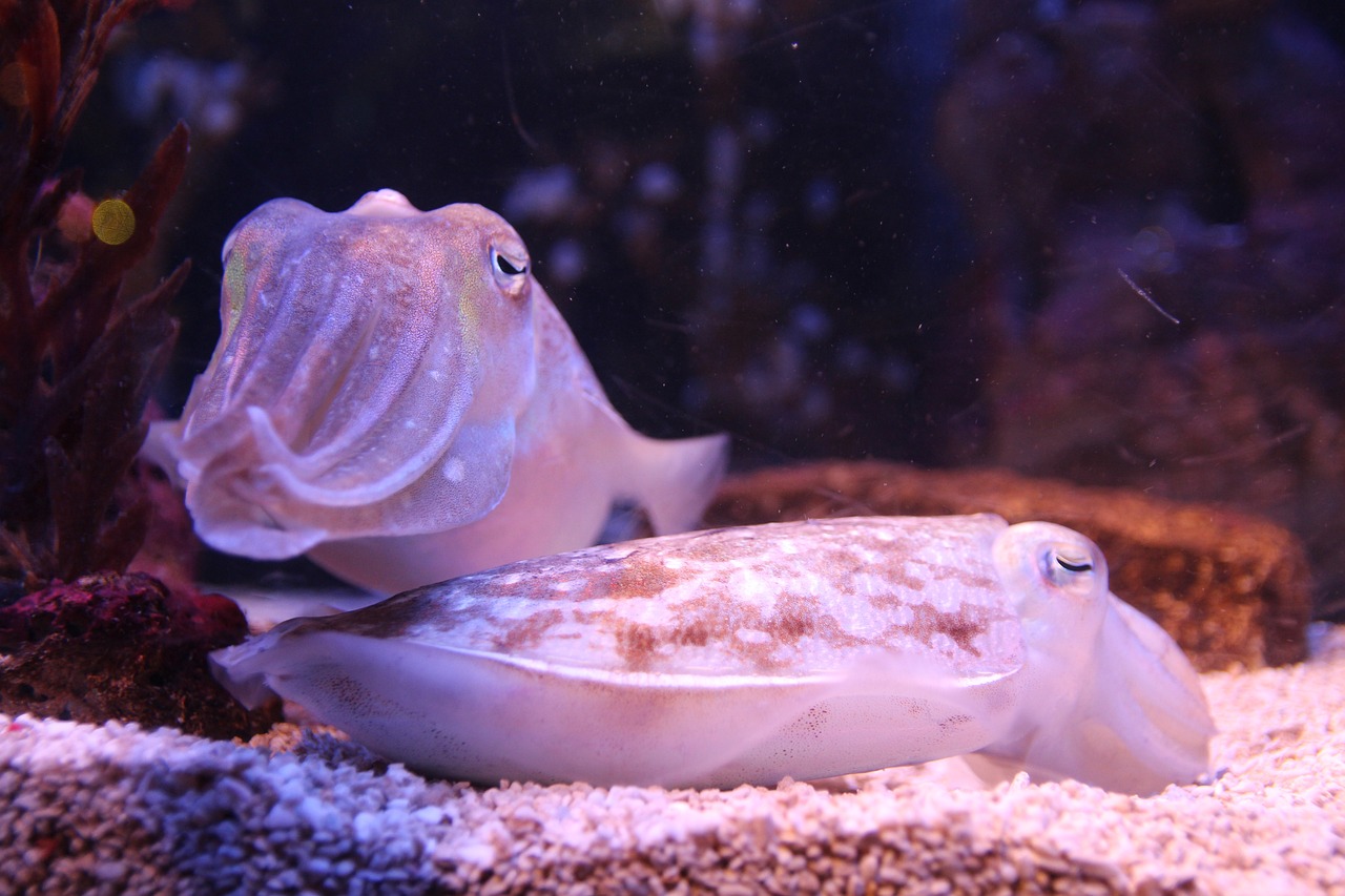 瑞麗市深藍花卉水族館 （瑞麗市深藍花卉水族館地址） 全國水族館企業(yè)名錄 第1張