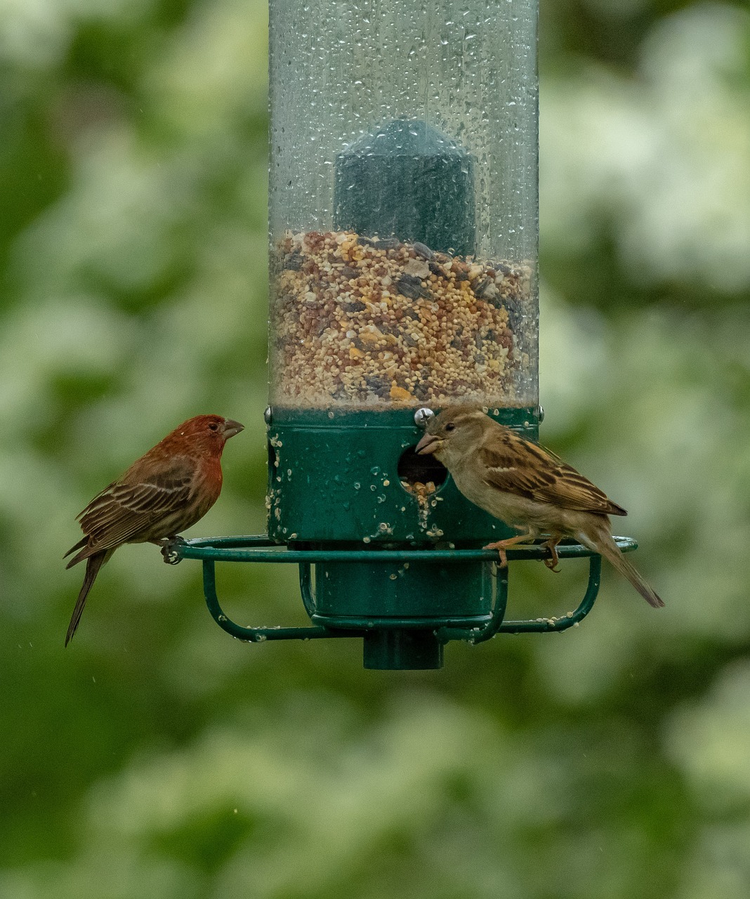 鳥用喂食器（鳥喂食器怎么安裝） 喂食器 第2張