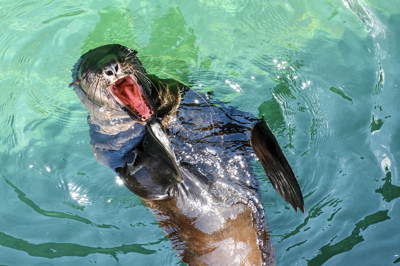 魚(yú)缸里長(zhǎng)青苔是怎么回事，魚(yú)缸里長(zhǎng)青苔是怎么回事啊