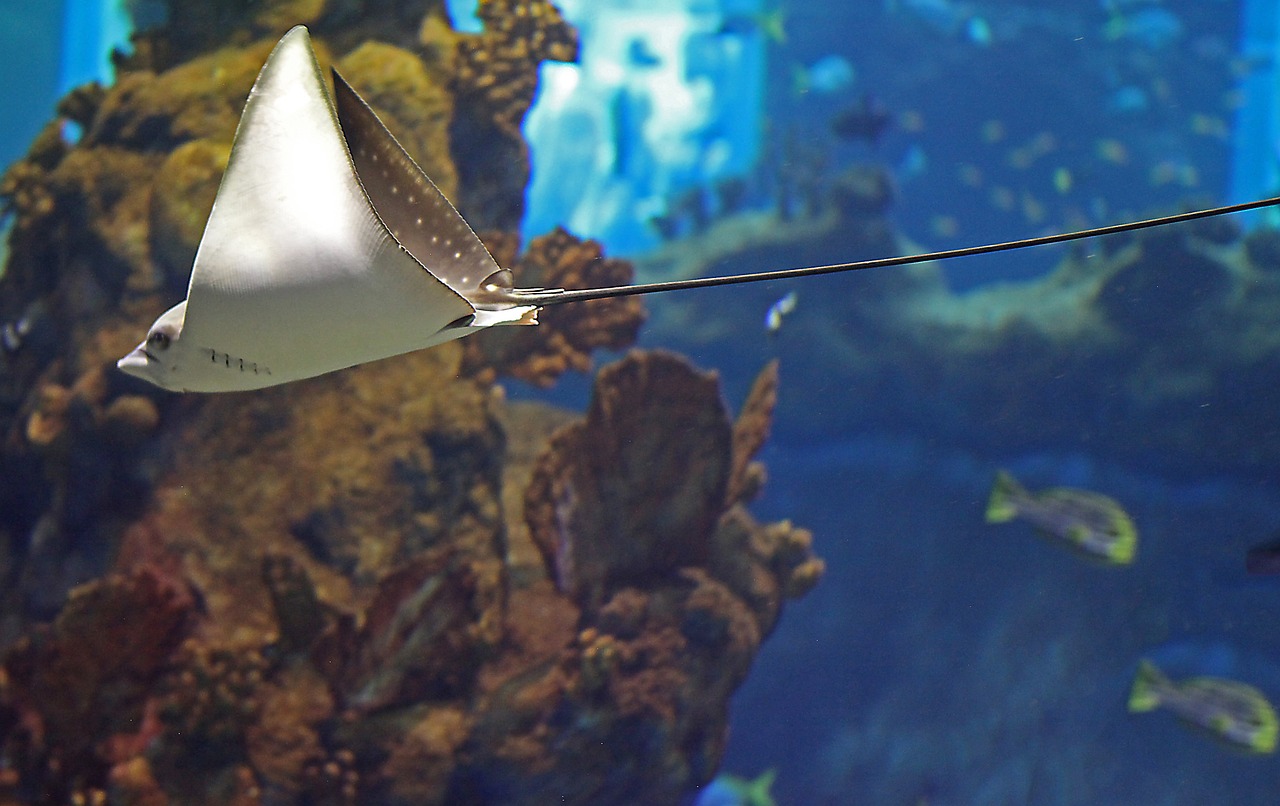 泰國魚種類，鳉魚和鼠魚能一起養(yǎng)嗎 觀賞魚 第2張