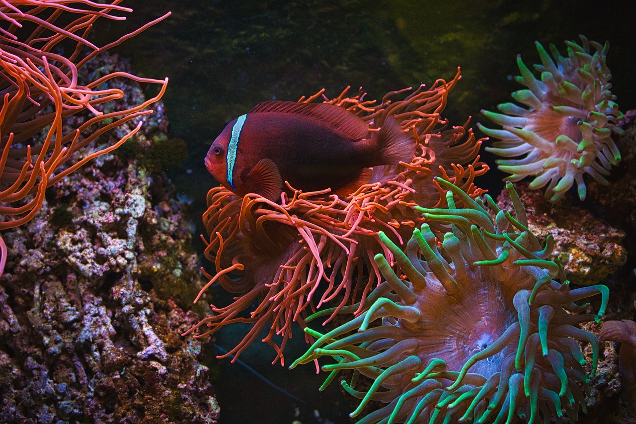 魚缸怎么堵洞不漏水：魚缸防堵水克星 養(yǎng)魚的好處 第3張