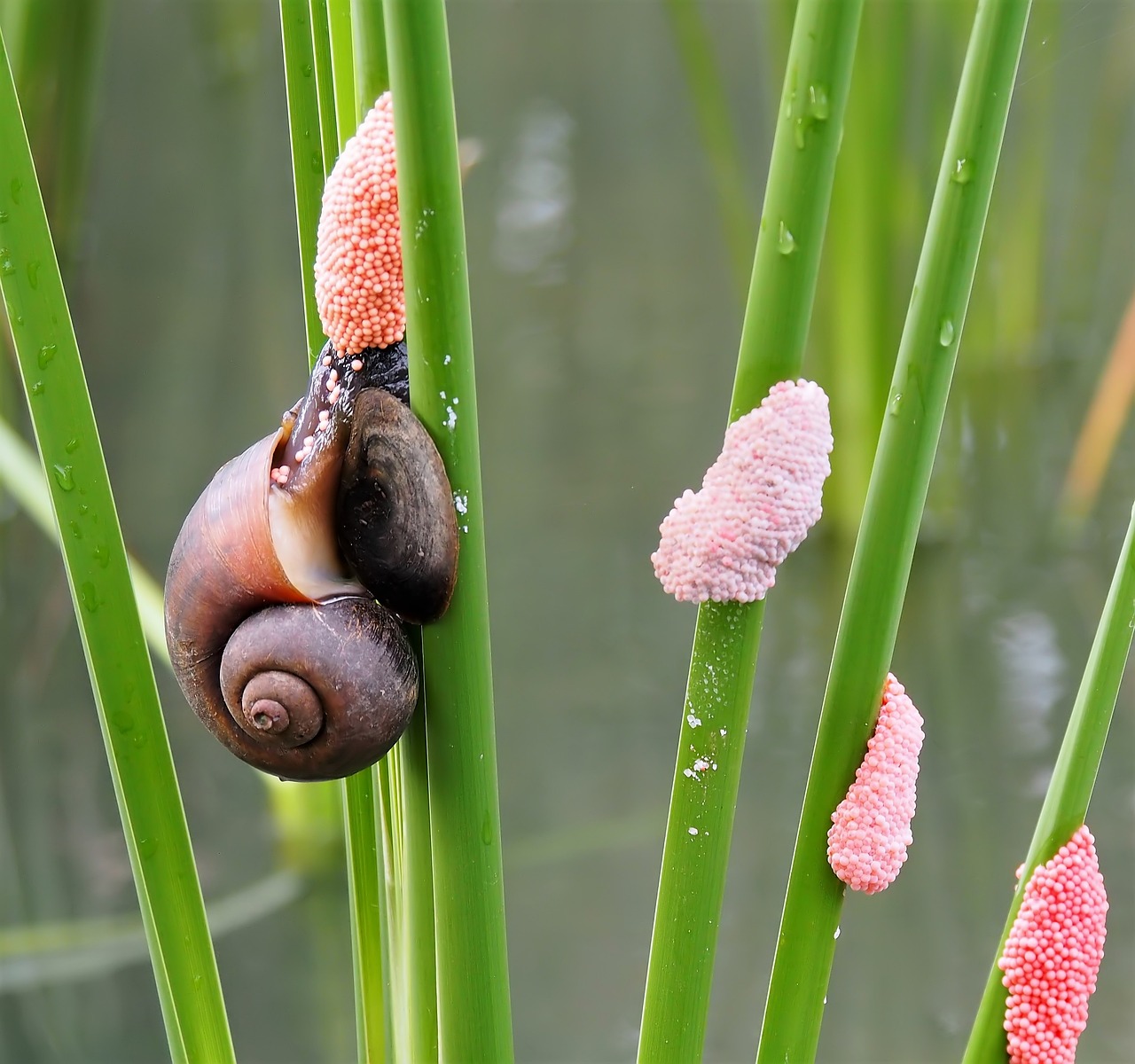 接吻魚有多大，接吻魚多少錢一只啊 養(yǎng)魚知識 第2張