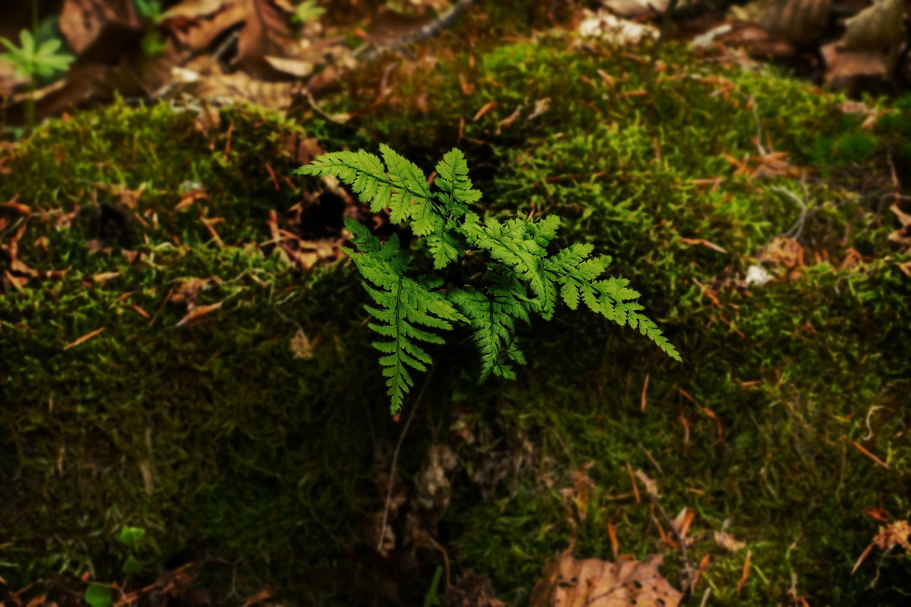 魚(yú)缸里長(zhǎng)綠苔有什么好處，魚(yú)缸里有很多青苔能增加氧氣嗎，魚(yú)缸綠里長(zhǎng)綠苔有好也有壞 養(yǎng)魚(yú)知識(shí) 第2張