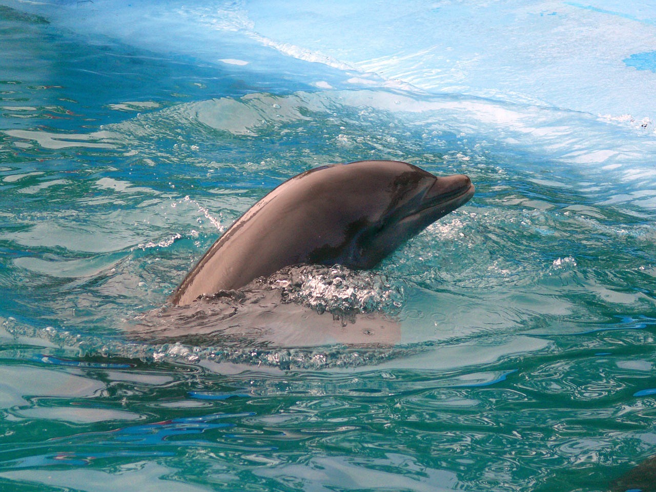 蒙自尚美生態(tài)水族館 （蒙自尚美生態(tài)水族館怎么樣） 全國水族館企業(yè)名錄 第2張