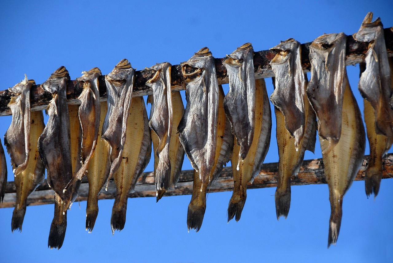 火龍魚(yú)吃魚(yú)食嗎會(huì)死嗎（龍魚(yú)吃什么會(huì)死） 財(cái)神鸚鵡魚(yú) 第1張