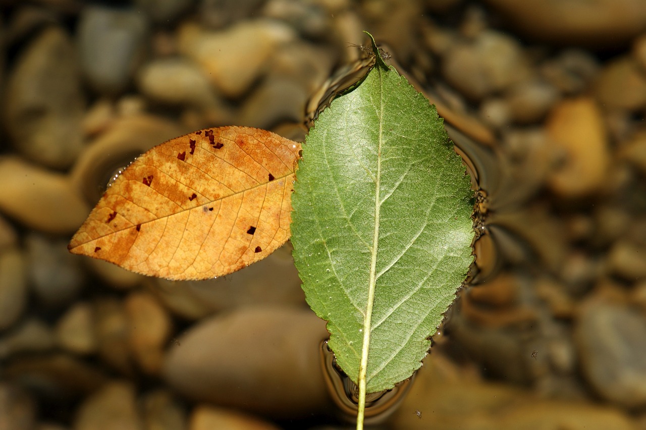 綠苔魚缸適合養(yǎng)什么魚的簡單介紹 觀賞魚 第2張