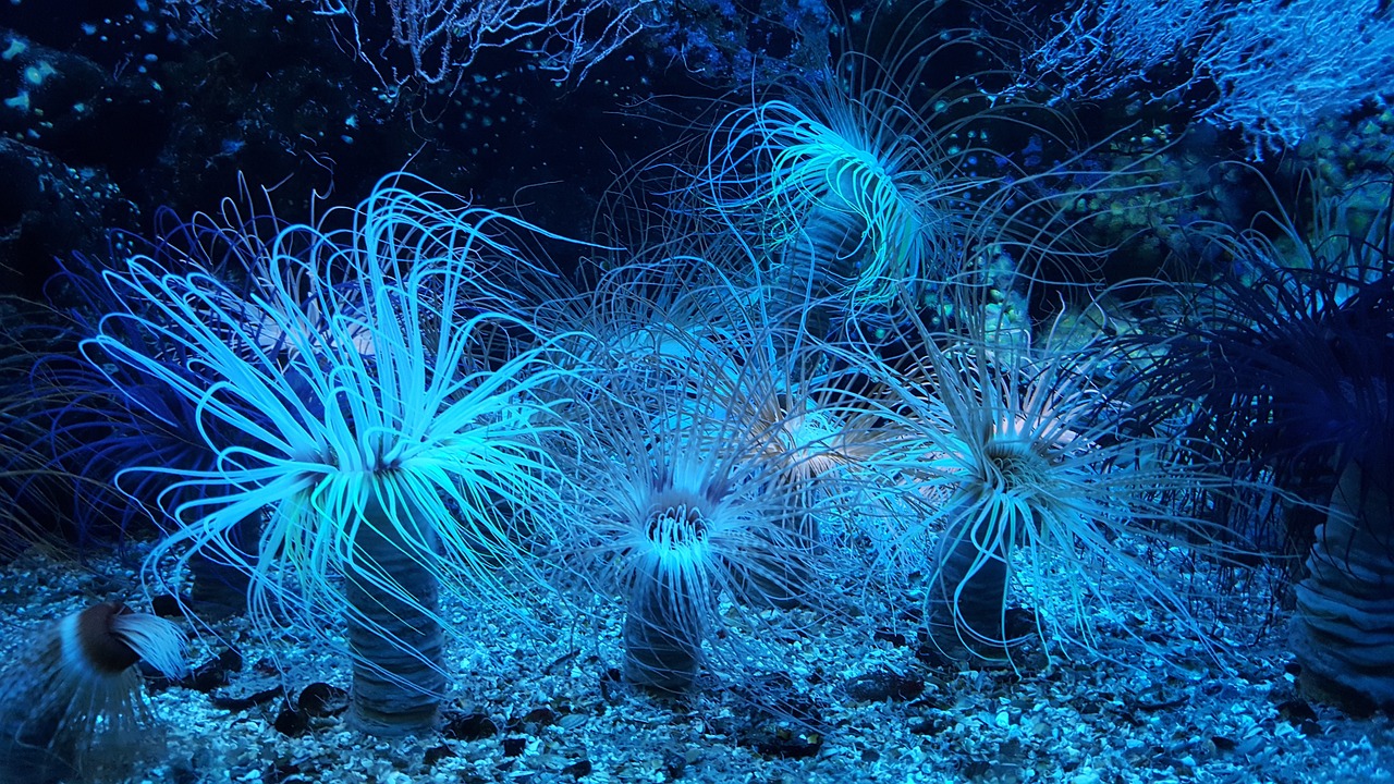 蒙自氧森林水族館 （蒙自森林氧吧裝飾）