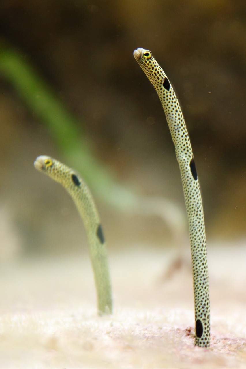 鹽下多了對龍魚有哪些影響，鹽下多了對魚有害嗎