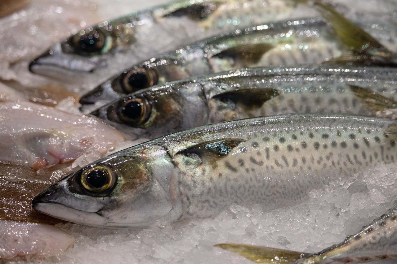 養(yǎng)秘魯黑食需要多大的魚(yú)缸_的簡(jiǎn)單介紹 觀賞魚(yú) 第1張