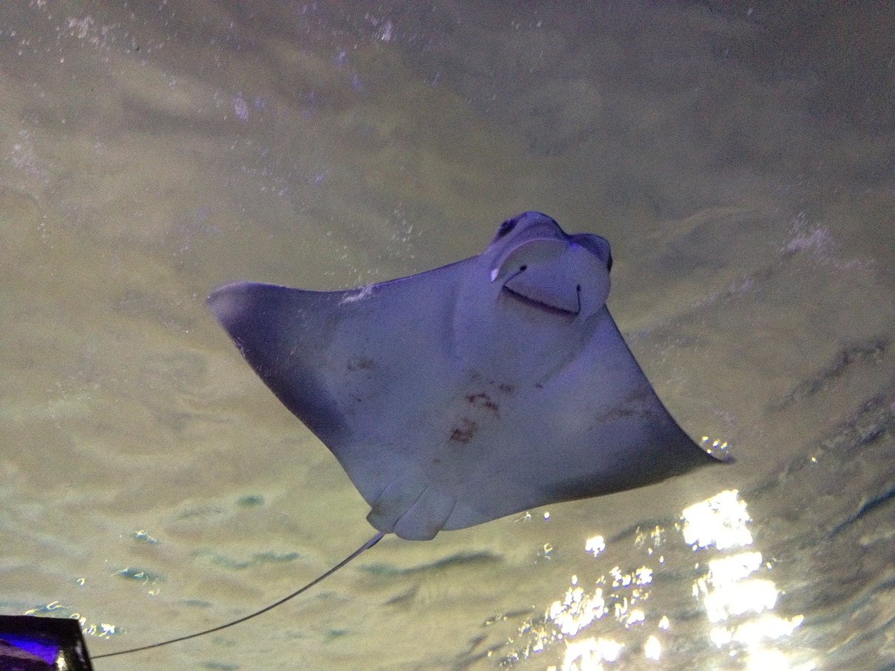 天山龍魚的做法和配料竅門（天山雪魚做法大全） 水族世界 第1張