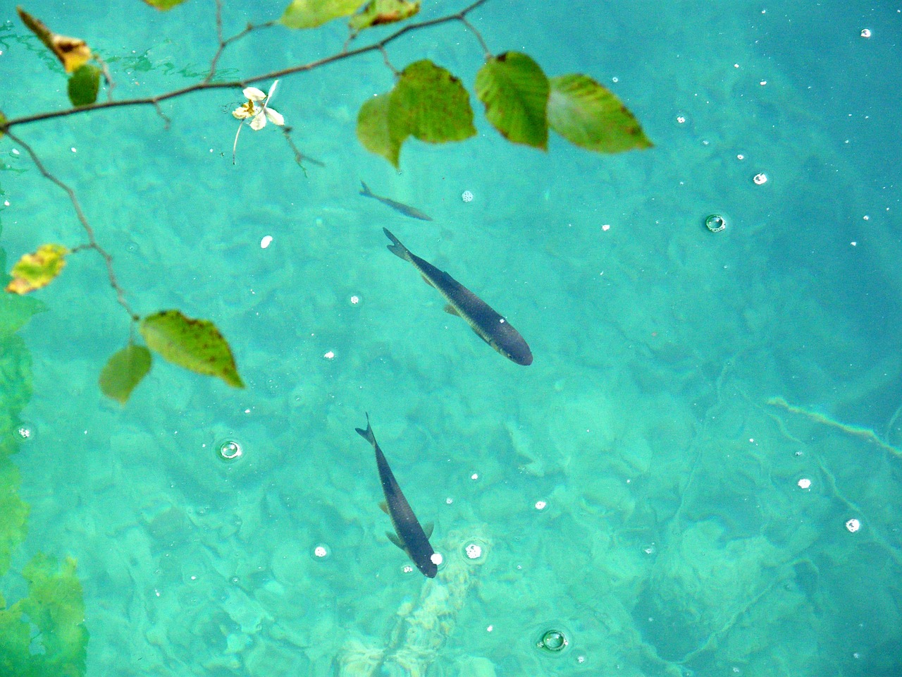 什么魚能清潔魚缸底部，什么魚能清理魚缸 觀賞魚 第2張