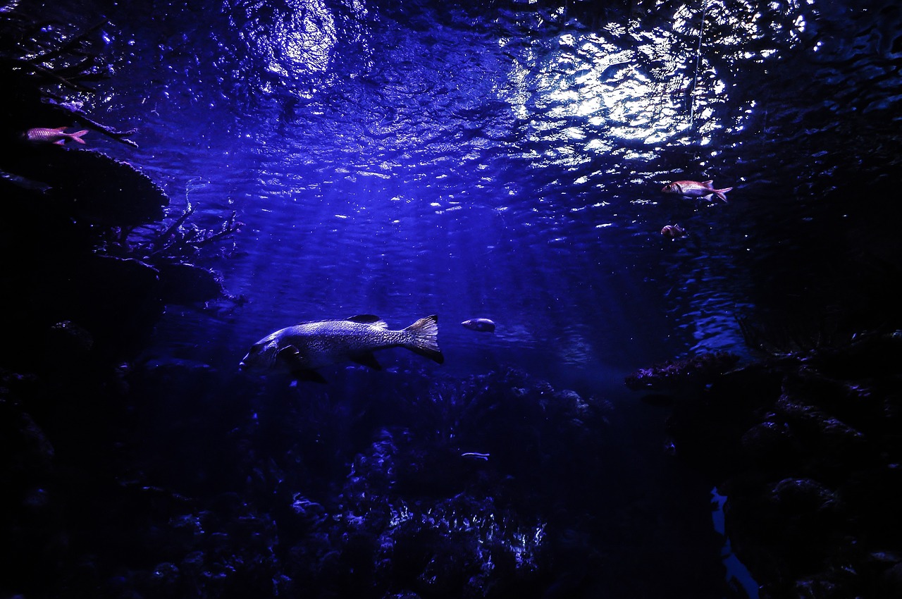 通遼水族館（通遼水族館魚(yú)缸） 南美異形觀賞魚(yú) 第2張