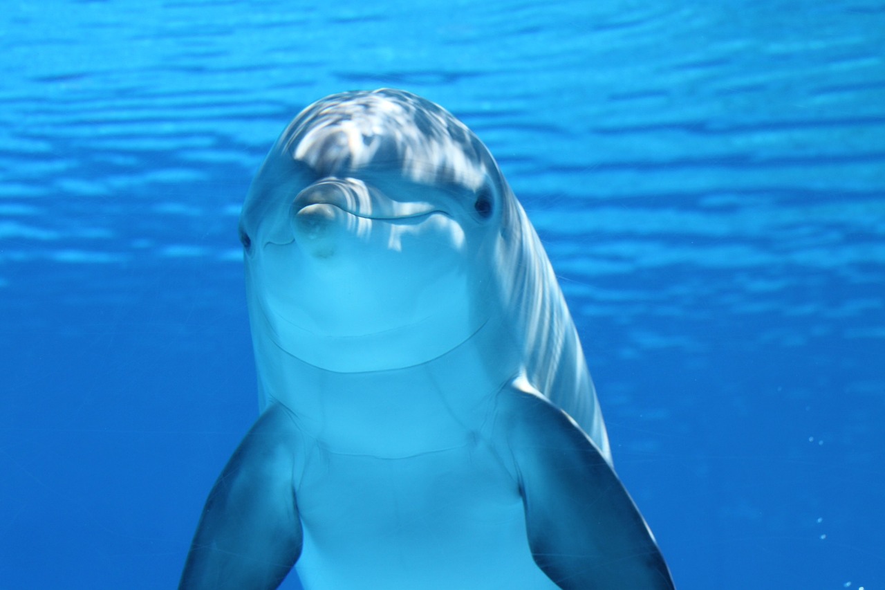 五家渠森森水族館（五家渠森森水族館在哪）