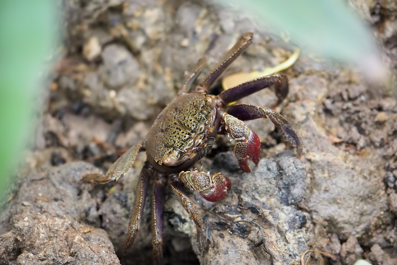 藍色金龍魚圖片大全高清壁紙：藍色的金龍魚叫什么 養(yǎng)魚的好處 第3張