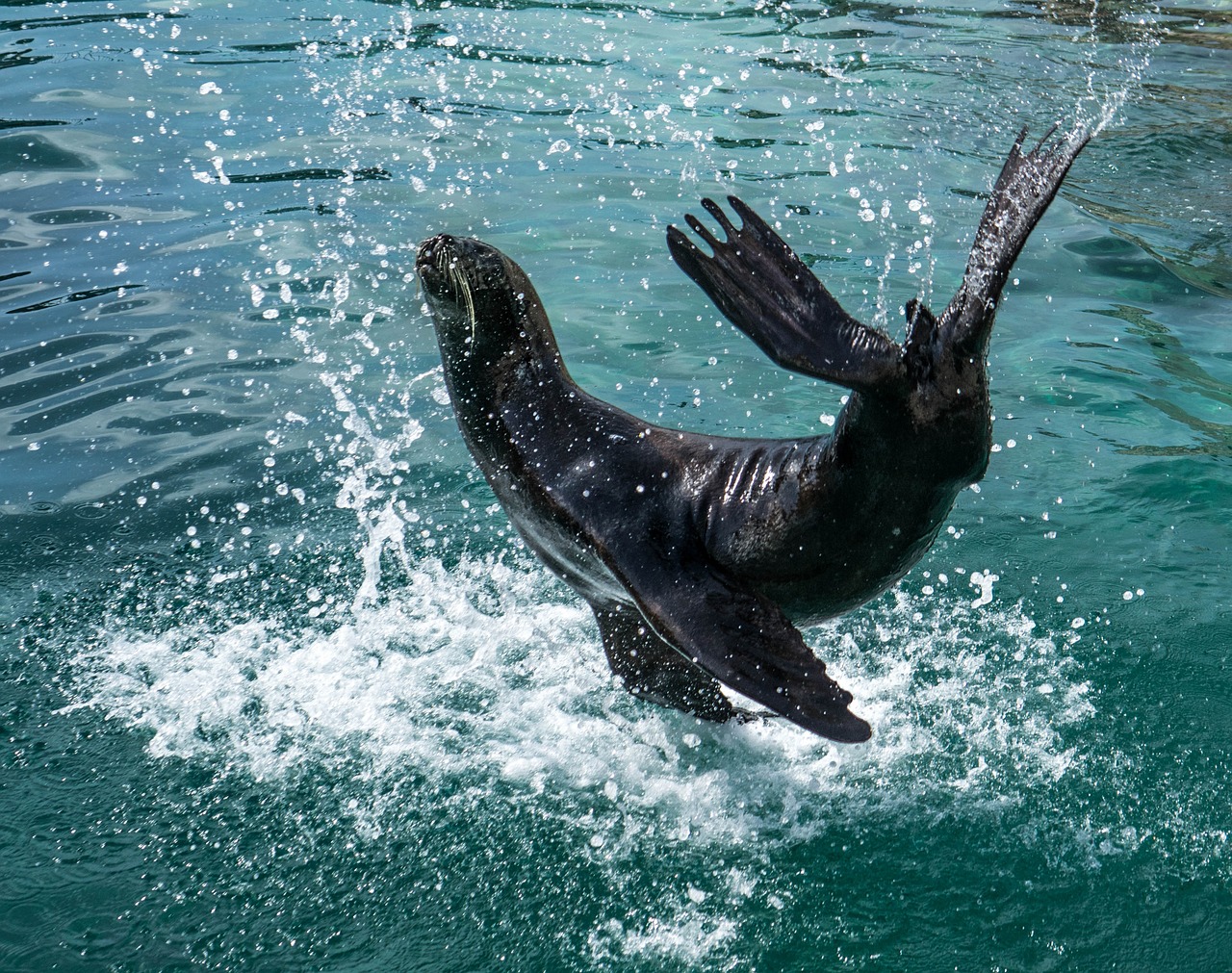 健康水族雷龍飼料怎么樣，雷龍飼料怎么樣，，健康水族雷龍飼料怎么樣