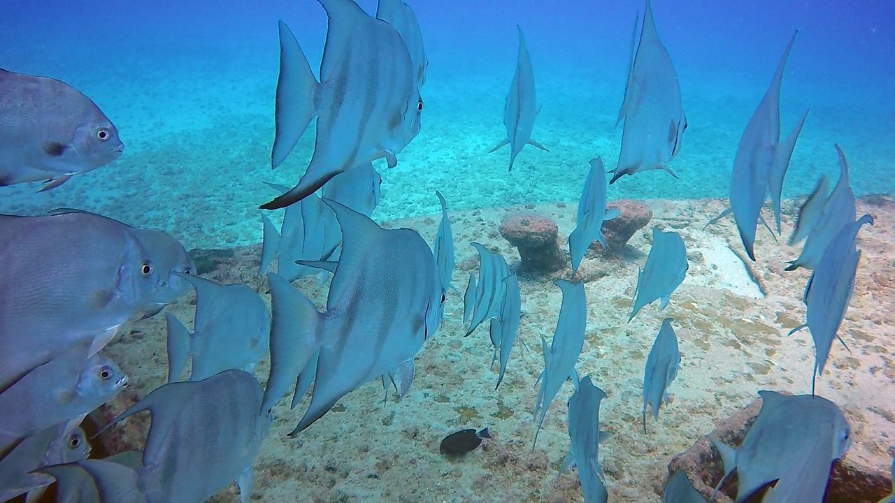 伊巴卡魚（伊巴卡六間魚）