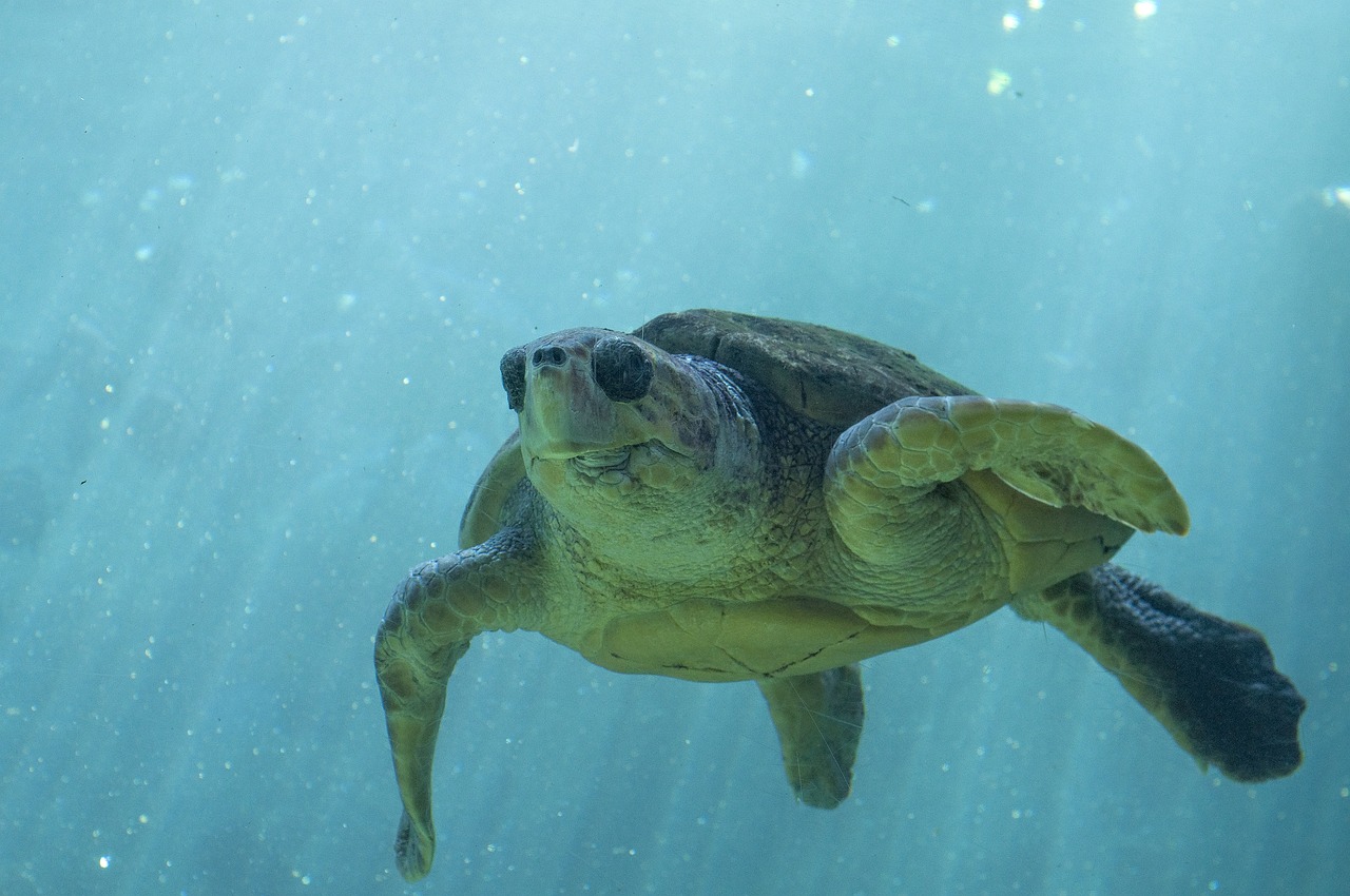 珠海水族維護(hù)（珠海水族維護(hù)中心電話） 觀賞魚(yú)市場(chǎng)（混養(yǎng)魚(yú)） 第2張