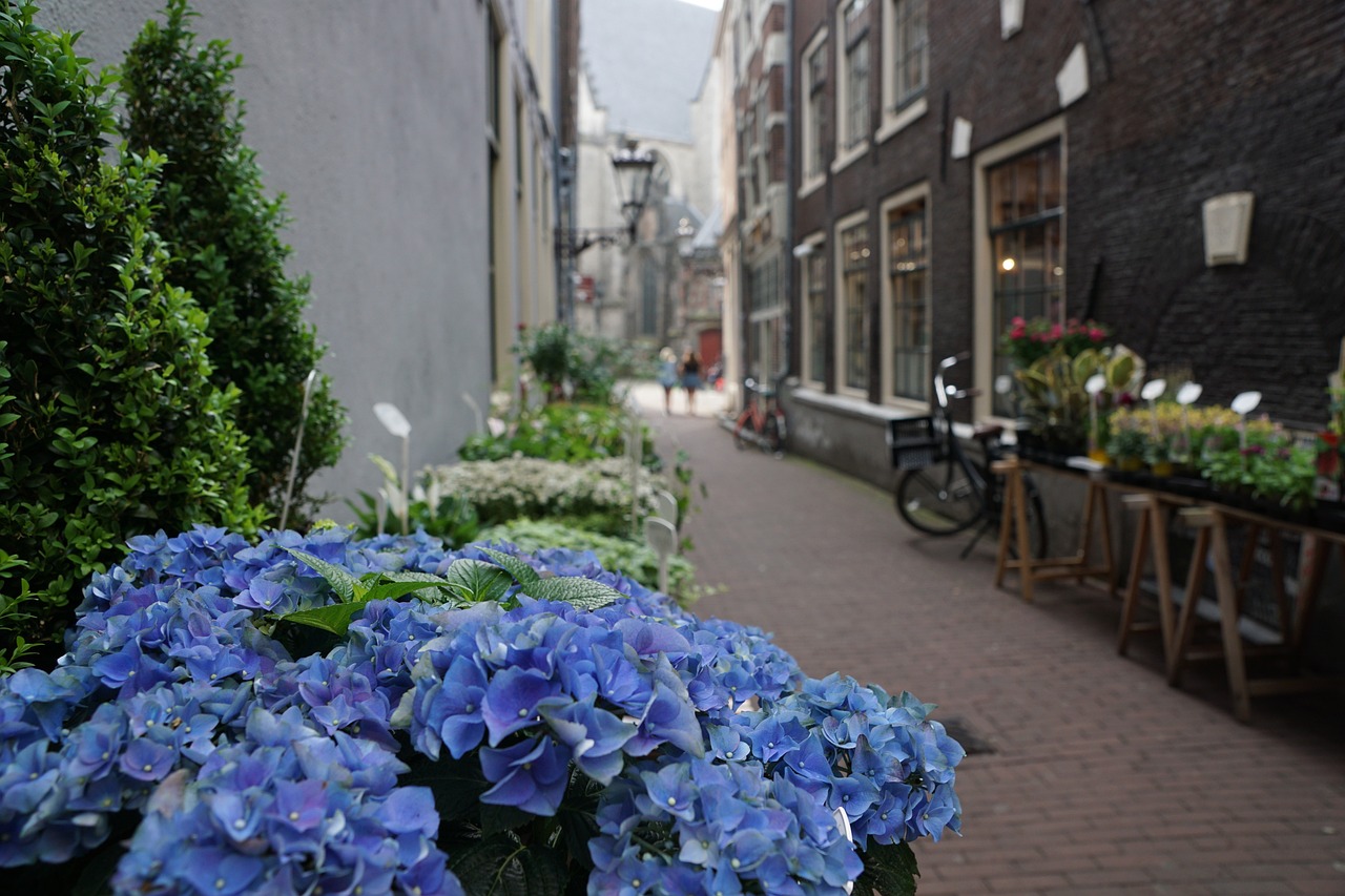 友誼縣青香花卉店（友誼縣青香花卉店地址） 全國(guó)水族館企業(yè)名錄 第2張