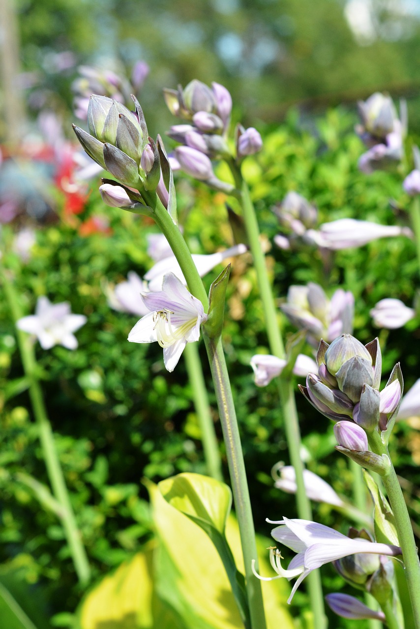 魚缸里養(yǎng)花對(duì)魚好嗎有毒嗎，魚缸里養(yǎng)花對(duì)魚好嗎有毒嗎視頻 養(yǎng)魚知識(shí) 第3張