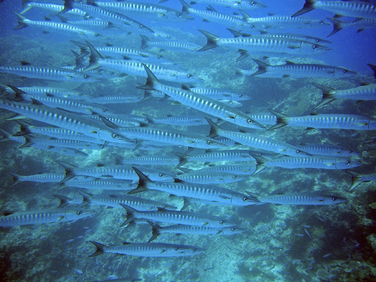 沈陽(yáng)水族館