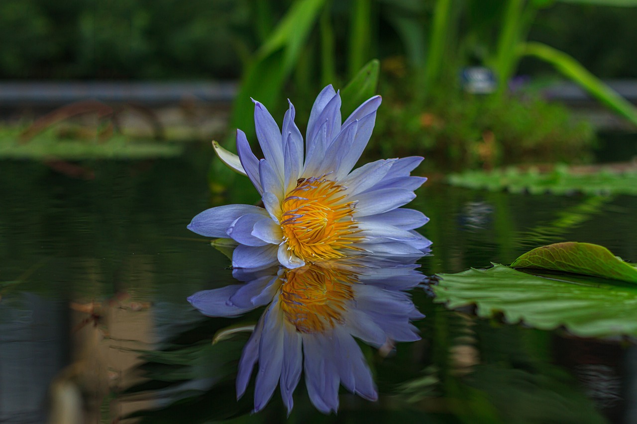 魚缸樹葉造景（魚缸里放樹葉有什么好處） 魚缸水質(zhì)穩(wěn)定劑 第1張