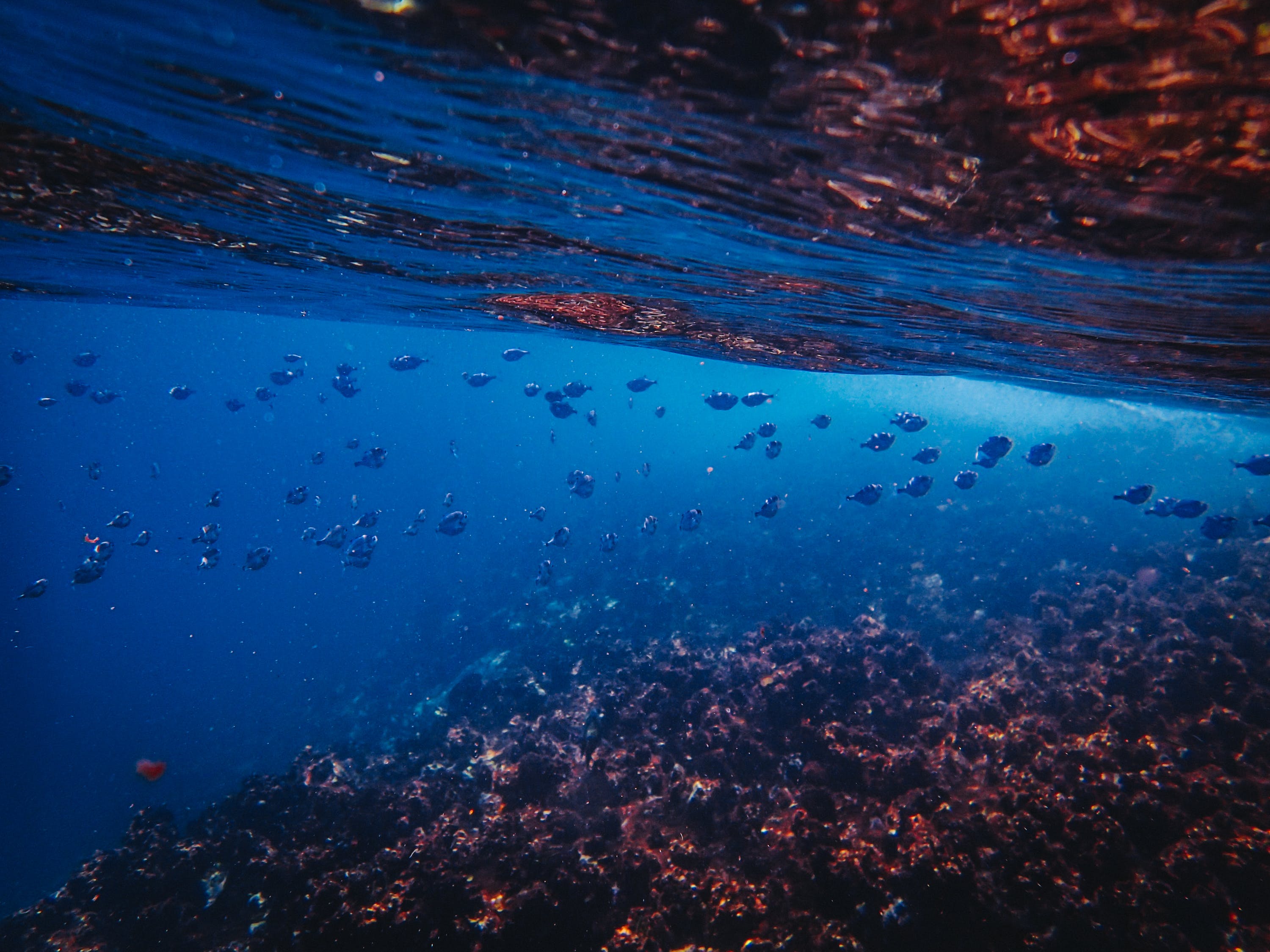 習(xí)水縣昌盛名貴魚(yú)中心（昌貴水產(chǎn)） 全國(guó)水族館企業(yè)名錄 第4張