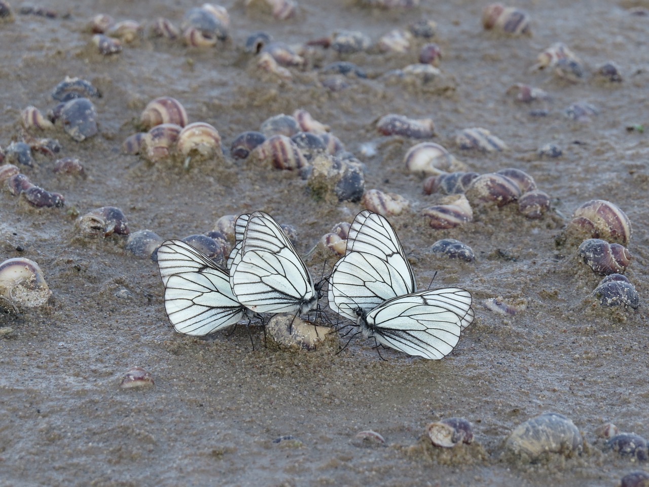 龍魚(yú)和虎魚(yú)打架誰(shuí)會(huì)贏，龍魚(yú)和虎魚(yú)打架怎么辦