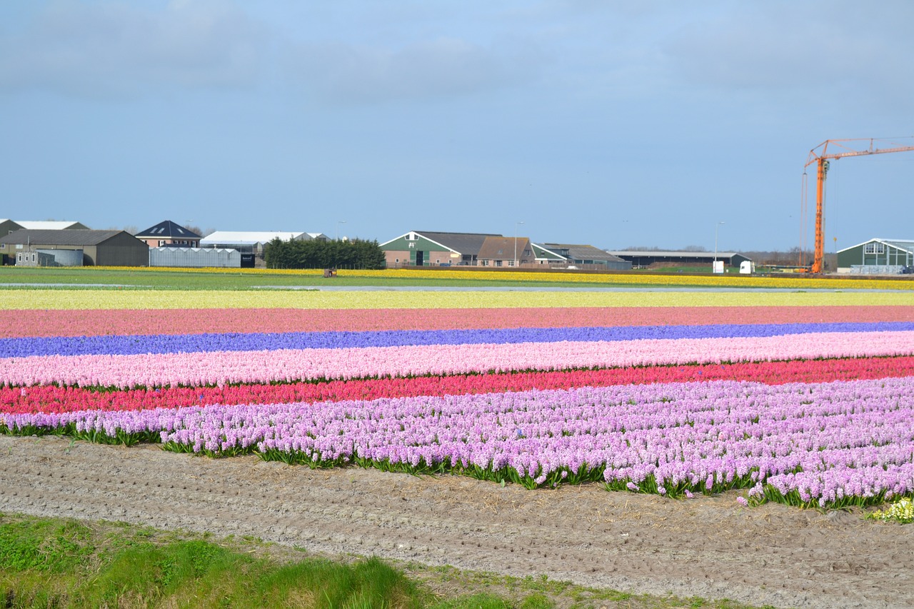 鄂爾多斯市東勝區(qū)昱錦花卉園藝有限責(zé)任公司（鄂爾多斯市東勝區(qū)昱錦花卉園藝有限責(zé)任公司招聘）