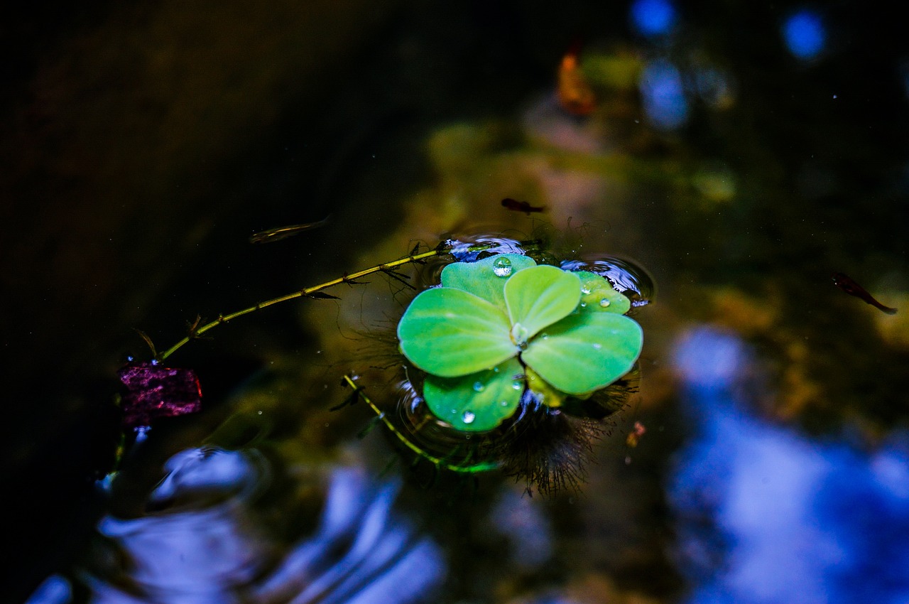 溪流魚(yú)缸造景要點(diǎn)有哪些方面呢（溪流魚(yú)缸造景要點(diǎn)有哪些方面呢圖片） 廣州景觀設(shè)計(jì) 第5張