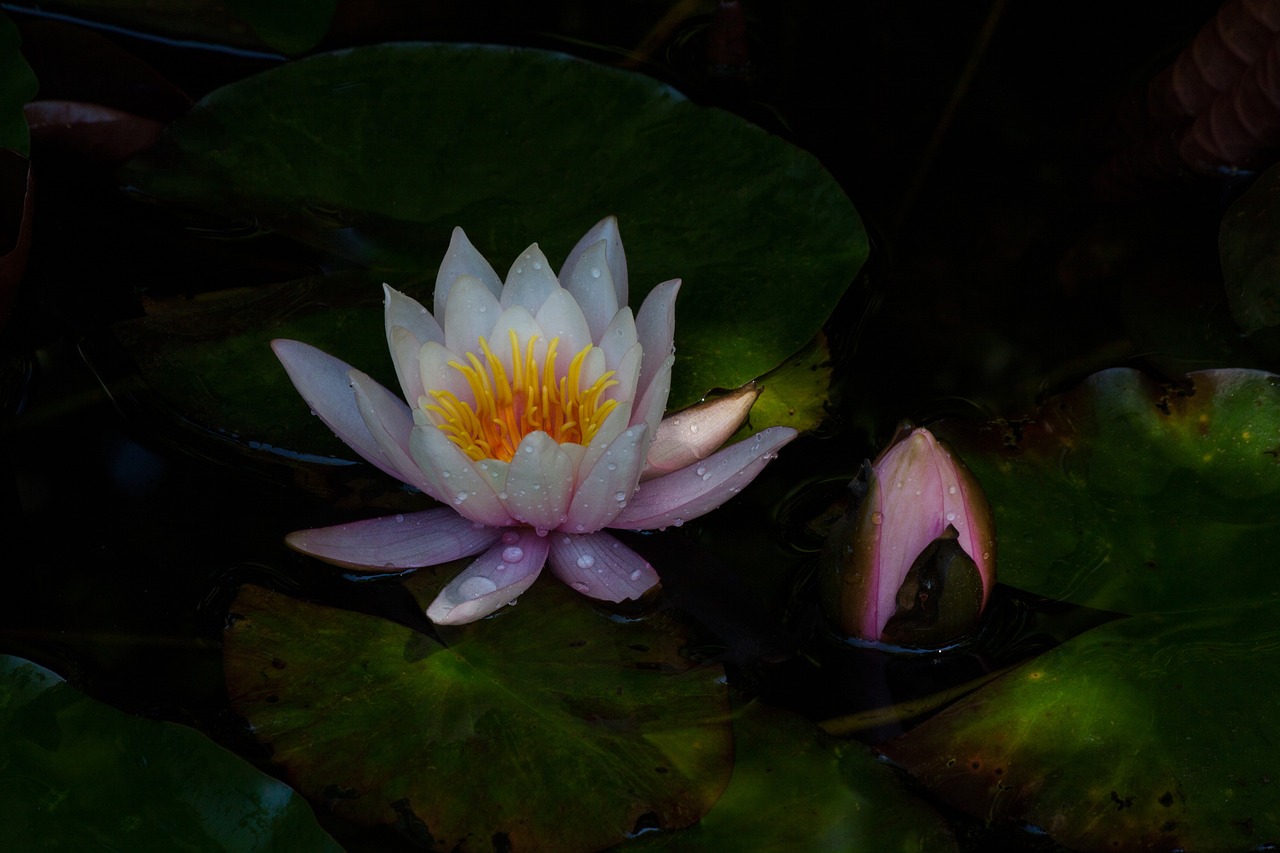 魚缸水長綠苔什么原因引起的，魚缸水長綠苔什么原因引起的怎么辦 養(yǎng)魚知識 第1張