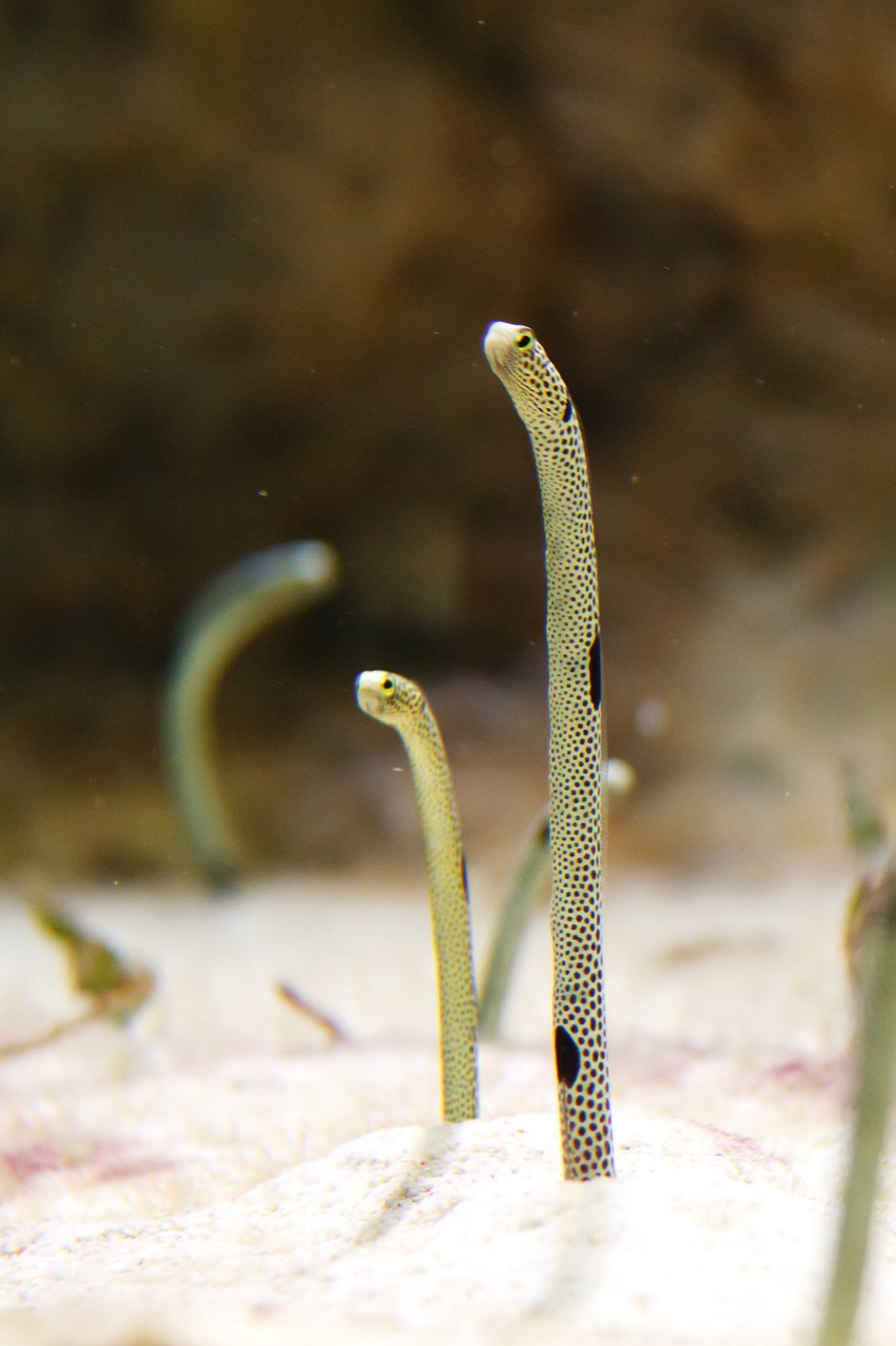 異型魚編號大全圖片（異形魚代號） 羅漢魚 第4張