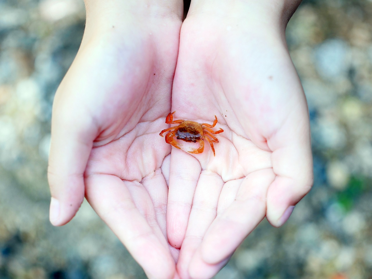 金龍魚混養(yǎng)視頻大全集最新版：金龍魚最佳混養(yǎng)魚視頻 龍魚百科 第2張