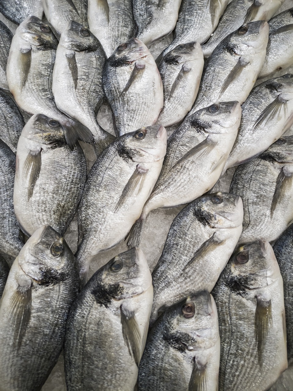 原生缸溪流缸如何搭配魚（原生缸 溪流缸） 廣州景觀設計 第1張