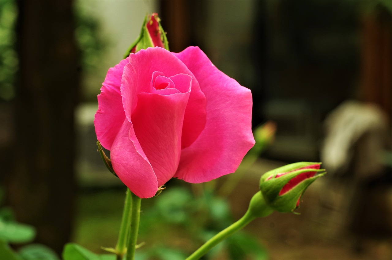 泰寧縣情緣花坊（泰寧縣情緣花坊地址）