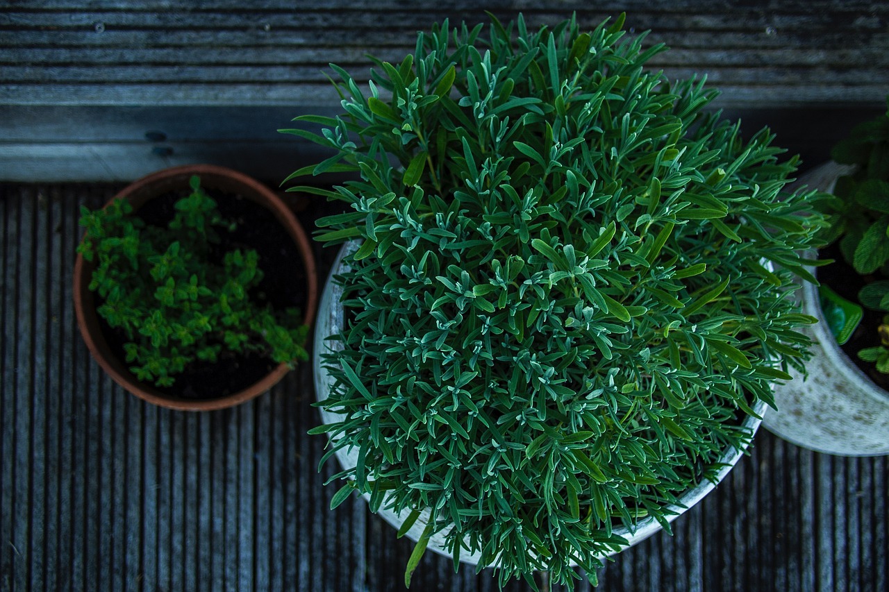 植物墻的植物種類（植物墻的植物種類有哪些） 廣州景觀設(shè)計(jì) 第3張