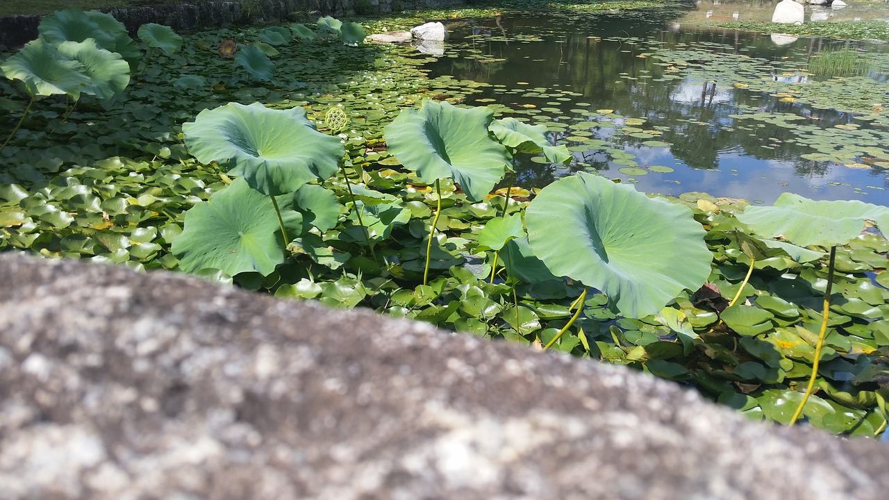 魚缸水綠怎么變清：魚缸水綠殺菌燈能清嗎 觀賞魚 第4張