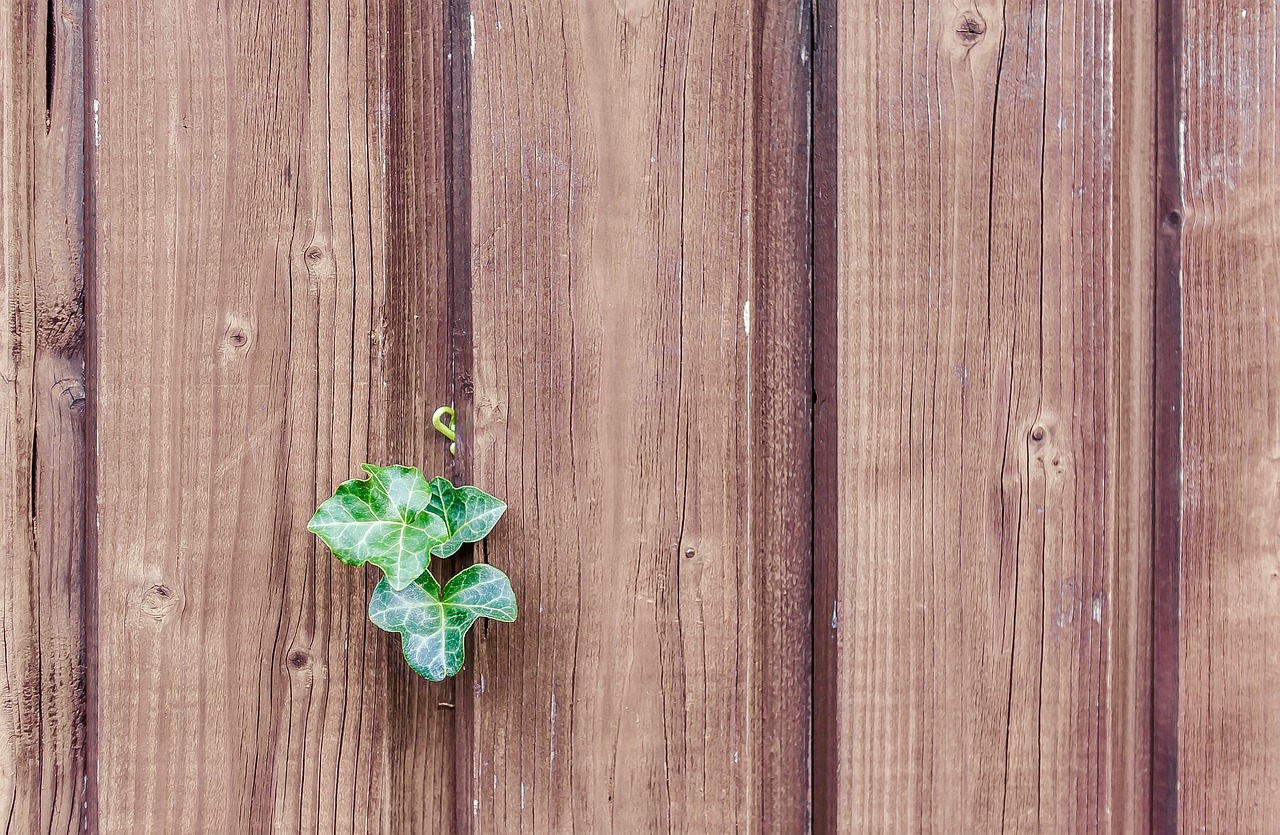 植物墻平面圖怎么畫（植物墻平面圖怎么畫好看）