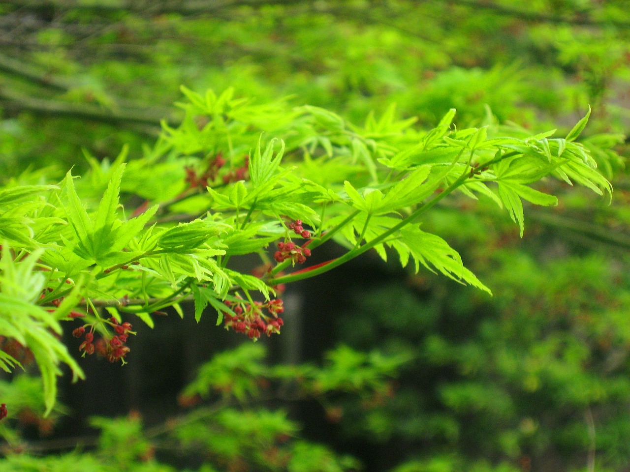 植物墻設(shè)計(jì)方案PPT（植物墻設(shè)計(jì)方案PPT） 廣州景觀設(shè)計(jì) 第1張