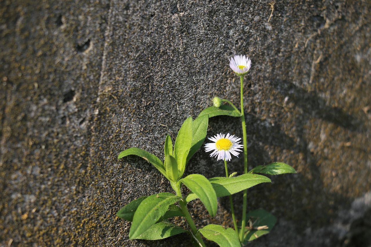 植物墻設(shè)計(jì)圖及設(shè)計(jì)說明圖片（植物墻設(shè)計(jì)圖及設(shè)計(jì)說明圖片大全）