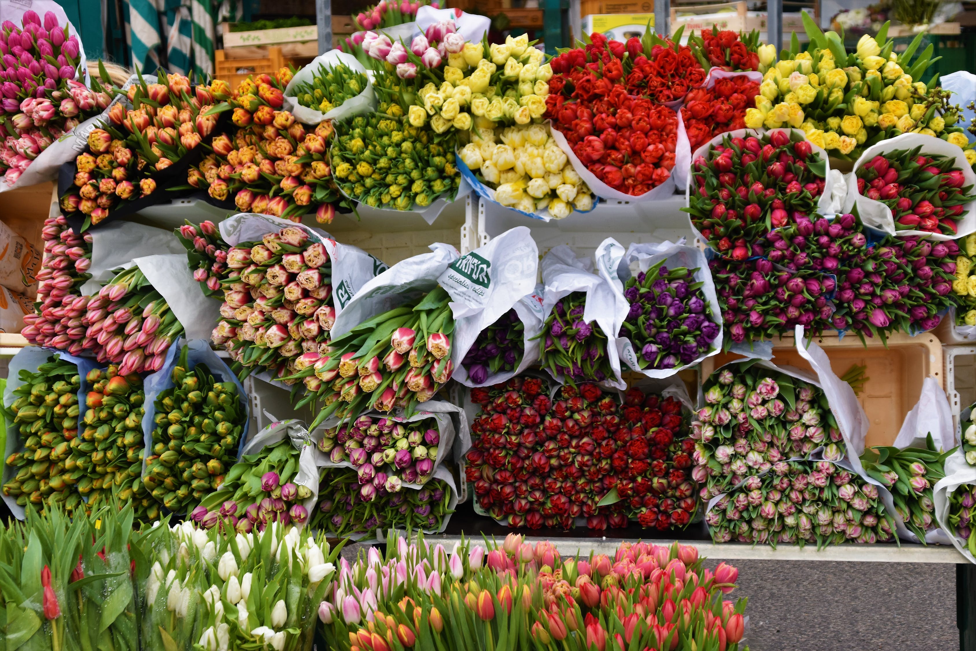 安陽(yáng)花卉市場(chǎng)賣觀賞魚的地方有哪些店，安陽(yáng)市觀賞魚市場(chǎng) 觀賞魚市場(chǎng)（混養(yǎng)魚） 第3張