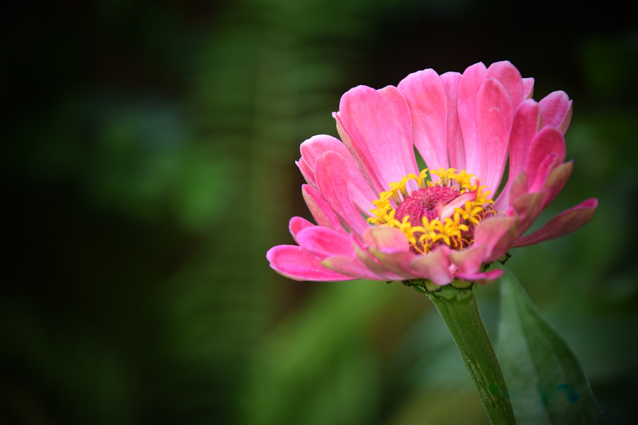 玉田縣林南倉鎮(zhèn)花馨坊花卉商店（玉田縣林南倉鎮(zhèn)花馨坊花卉商店電話）