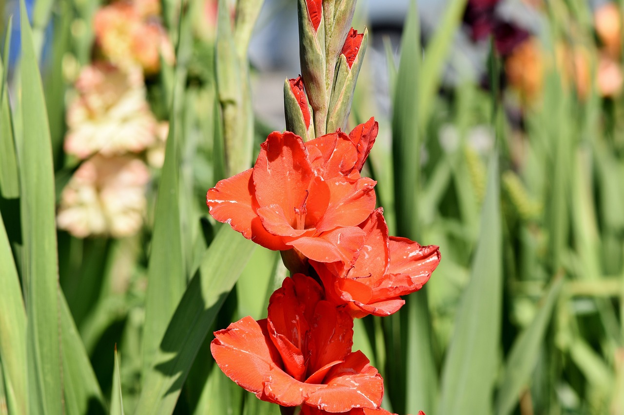 廣州芳村花卉市場(chǎng)營(yíng)業(yè)時(shí)間，芳村花卉市場(chǎng)開放時(shí)間