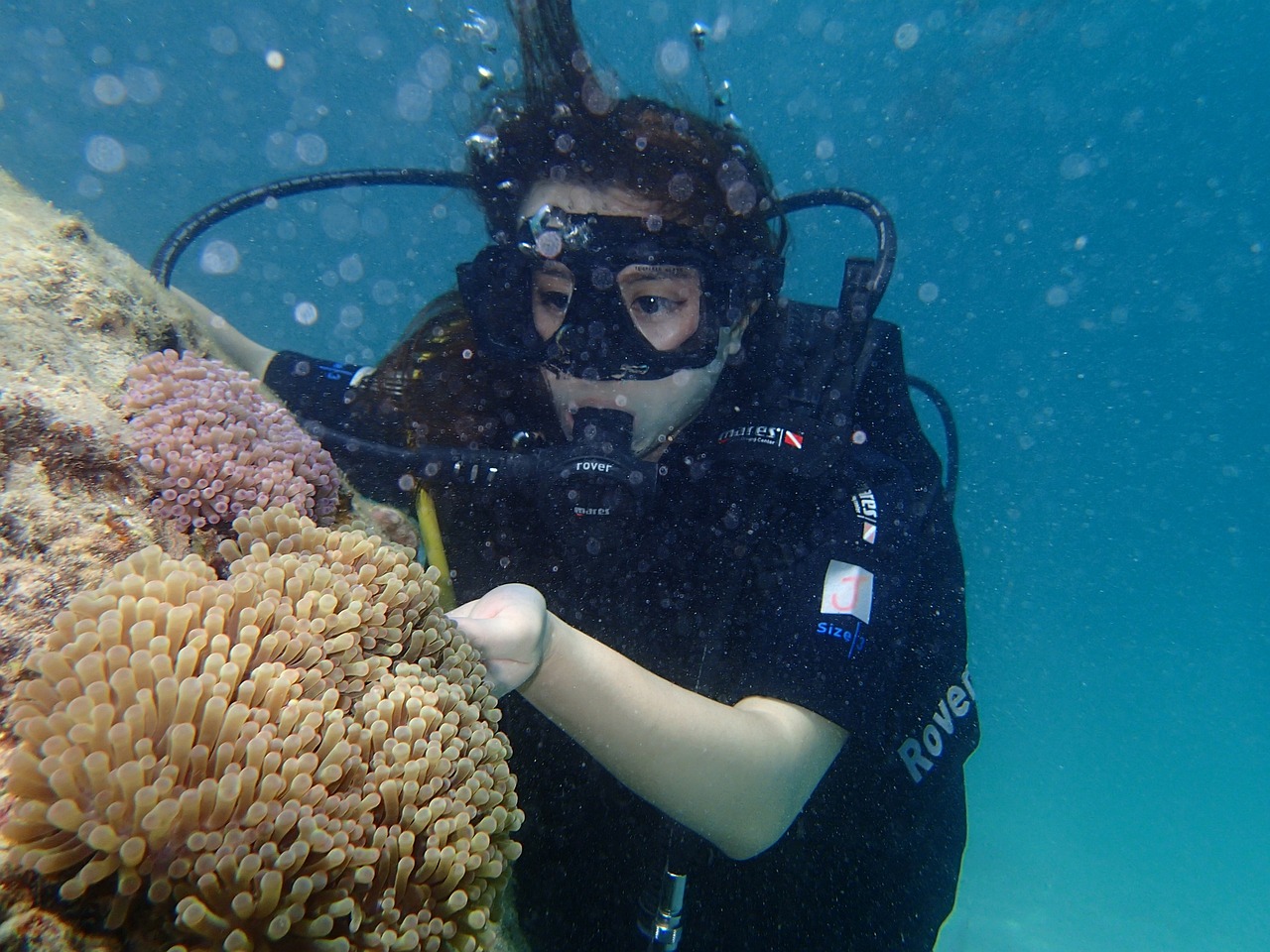 順豐觀賞魚空運(yùn)多少錢一只?。権S空運(yùn)寵物多少錢） 觀賞魚疾病 第4張