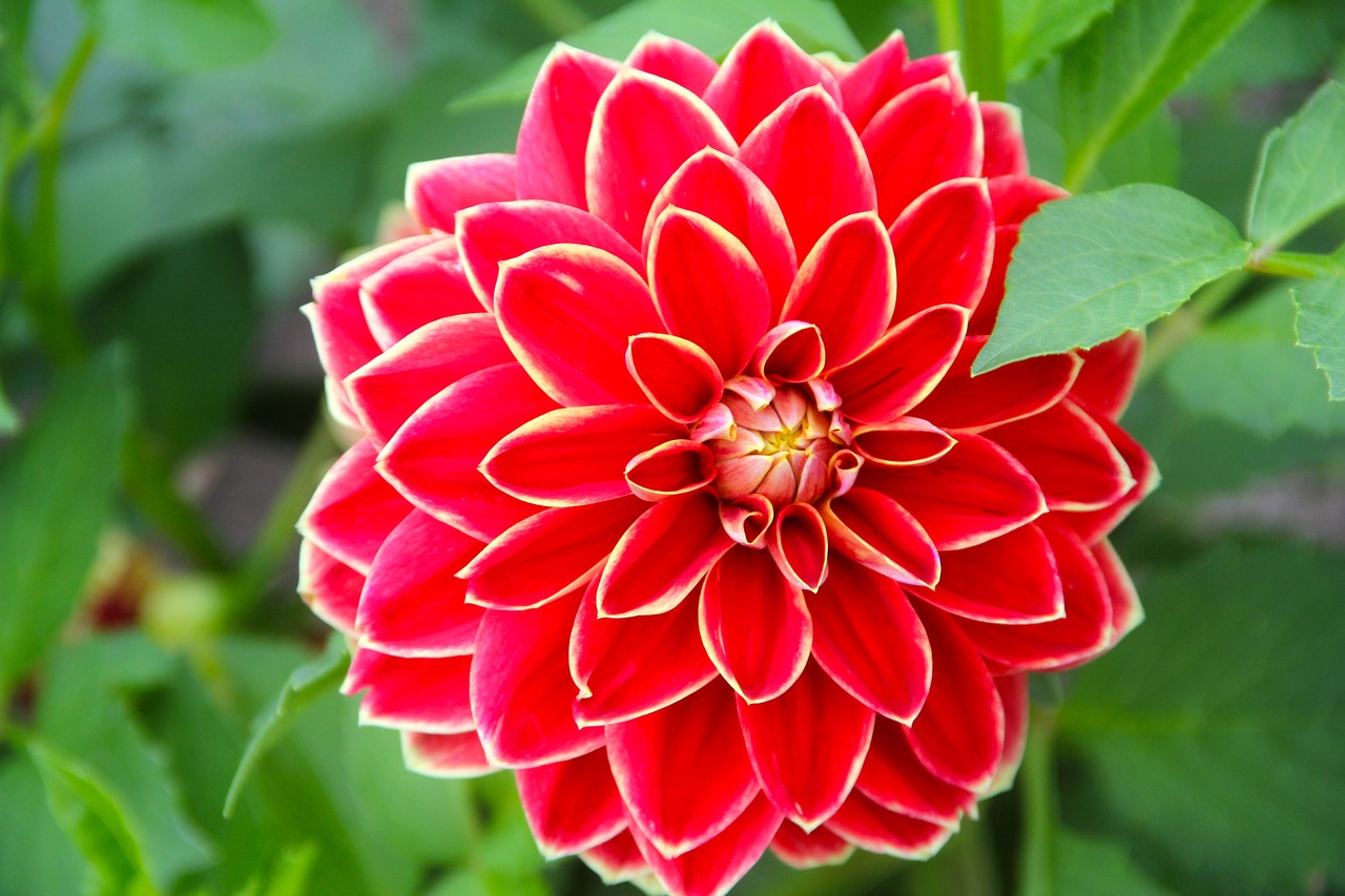 興隆縣花花草草花坊（興隆縣花花草草花坊地址） 全國水族館企業(yè)名錄 第1張